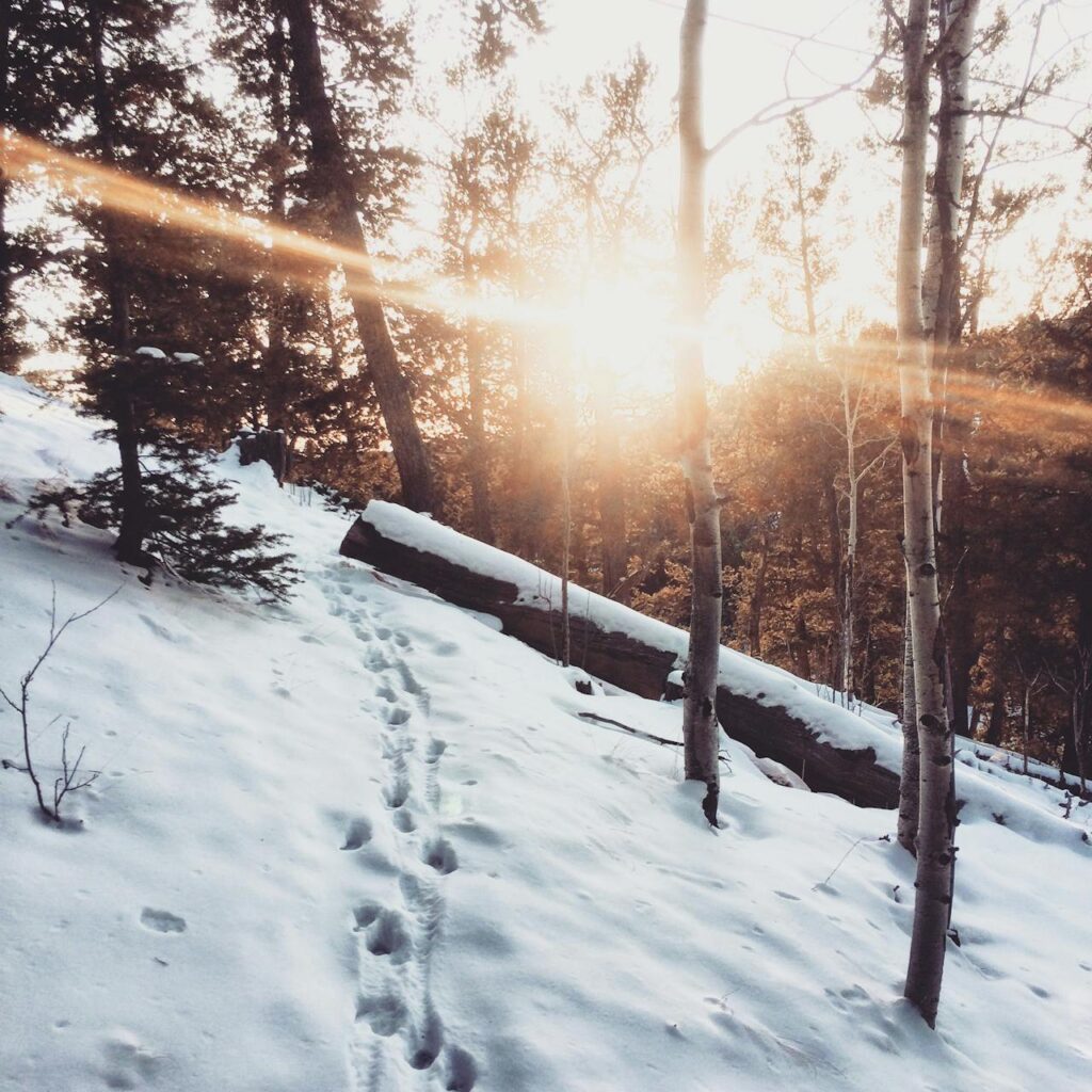 Late winter nature path with melting snow symbolizing planting the next soul chapter and seasonal transition