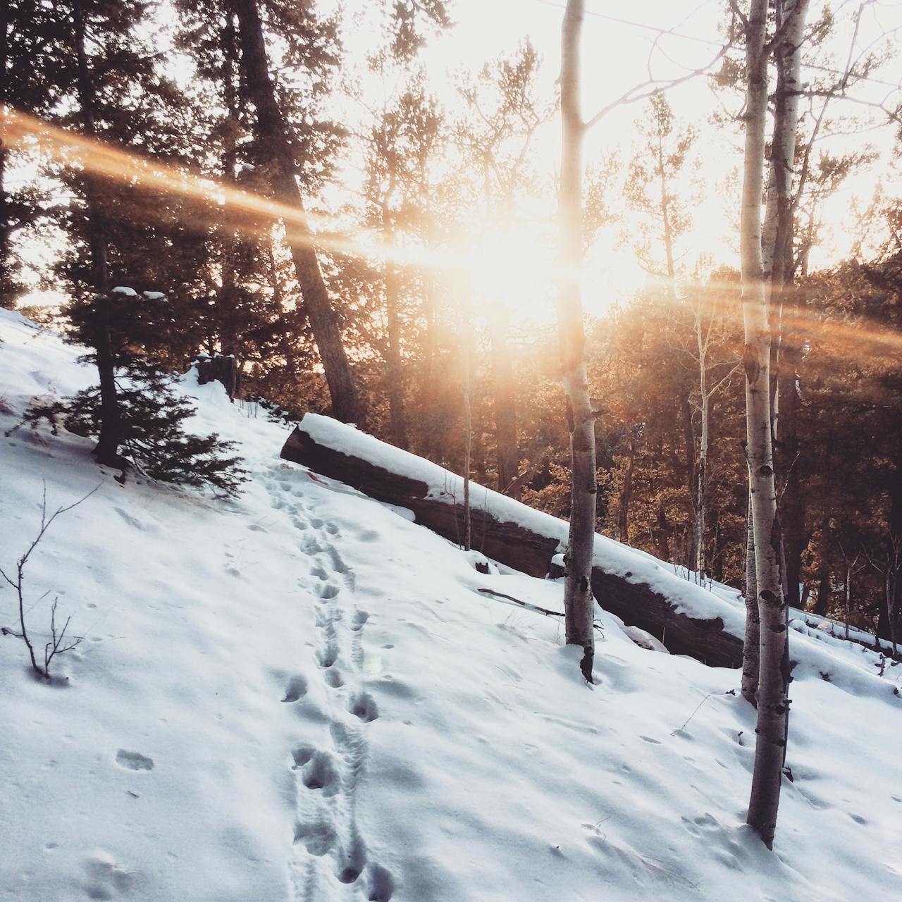 Late winter nature path with melting snow symbolizing planting the next soul chapter and seasonal transition