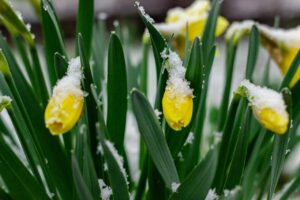 spring equinox seasonal awakening early spring light nature